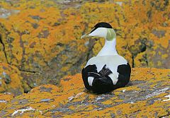 Common Eider